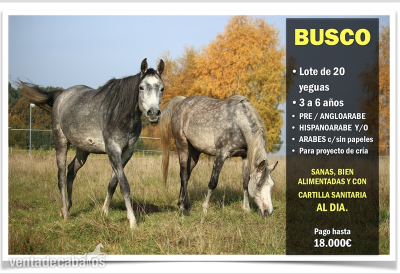 COMPRO LOTE DE 20 YEGUAS in 