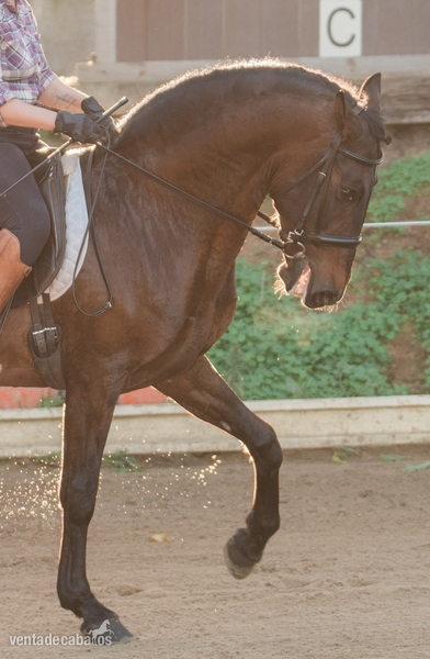 PSL - Zaire - Caballos Enteros in 