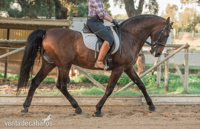 PSL - Zaire - Caballos Enteros