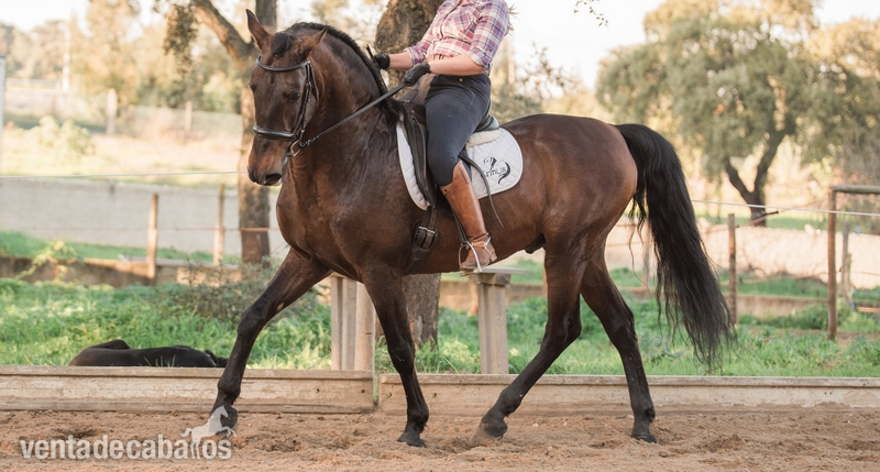 Caballos Enteros - PSL - Zaire in 