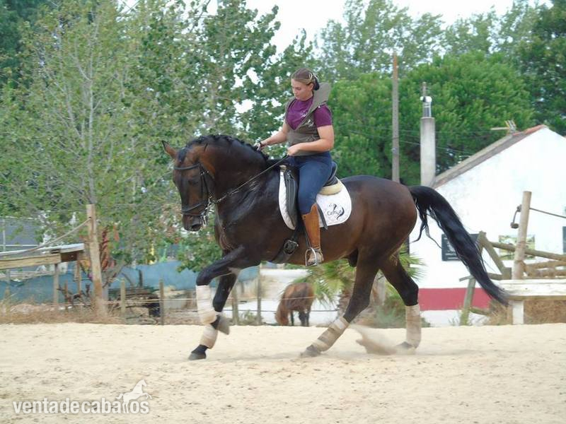 Caballos Enteros - PSL - Zaire