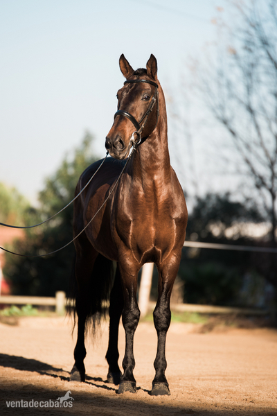 Lusitano