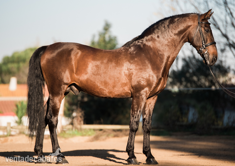 Lusitano {TYPE}