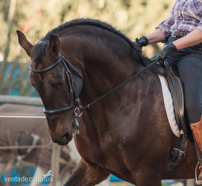Caballos Enteros Lusitano - PSL - Zaire