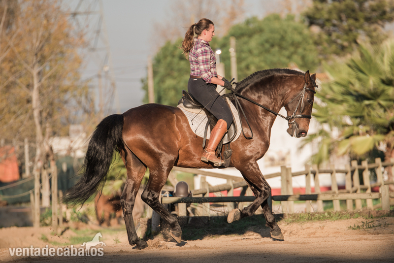 PSL - Zaire - Caballos Enteros Lusitano