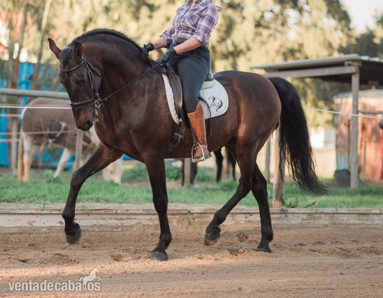 PSL - Zaire - Lusitano