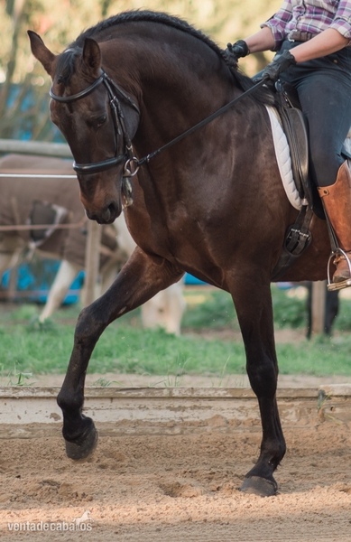 PSL - Zaire - Caballos Enteros