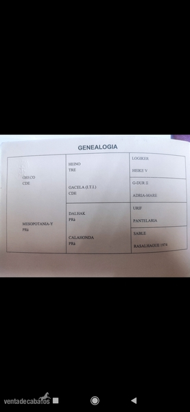 Vendo potro CDE al destete - Potros