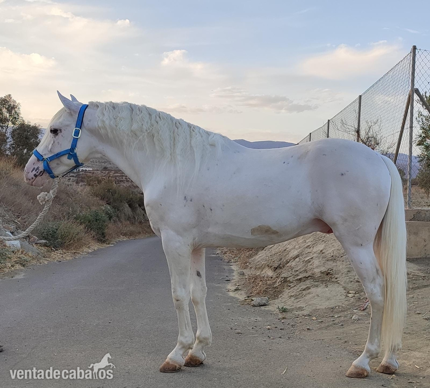 SE VENDE CABALLO APPALOOSA in 