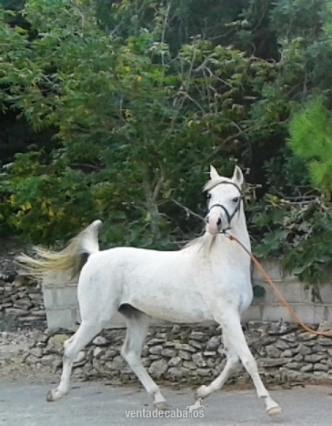 VENDO CABALLO PRA in 