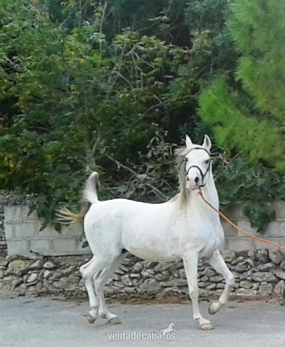 Arabe