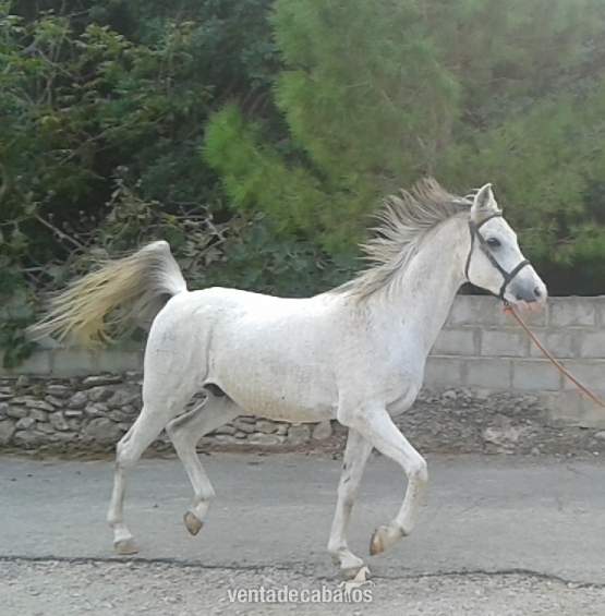 Arabe {TYPE}