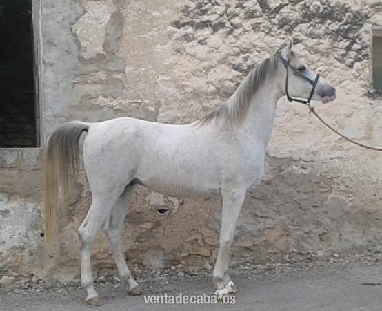 Caballos Árabes Arabe - VENDO CABALLO PRA