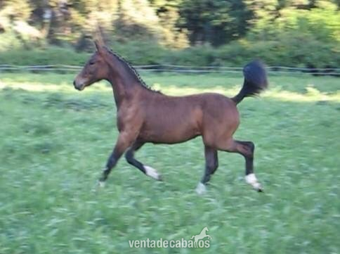 Caballo de Deporte Español (CDE)