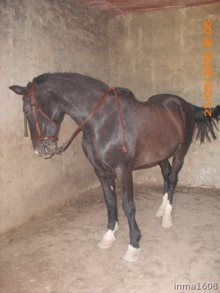Cruzado