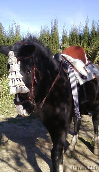 Cruzado {TYPE}