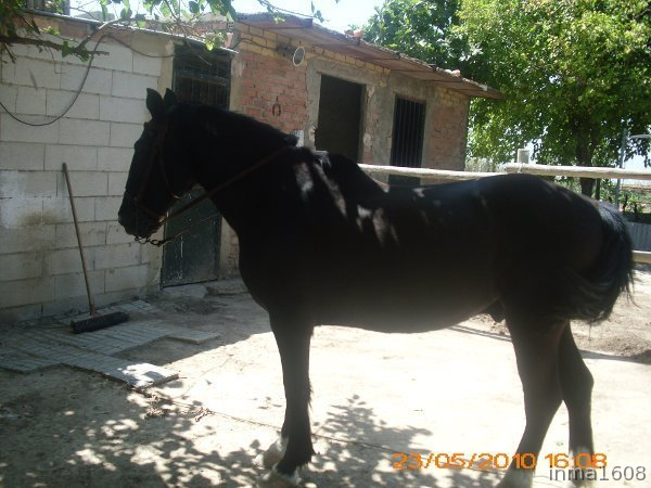 Busco/Cambio/Cedo Caballo Cruzado - Busco a Furia