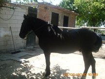 Busco a Furia