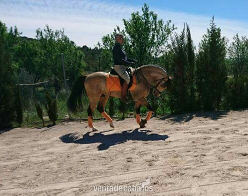 Caballos Pura Raza Española (P.R.E.) Pura Raza Española - Potro PRE de nombre FURTIVO JCM 