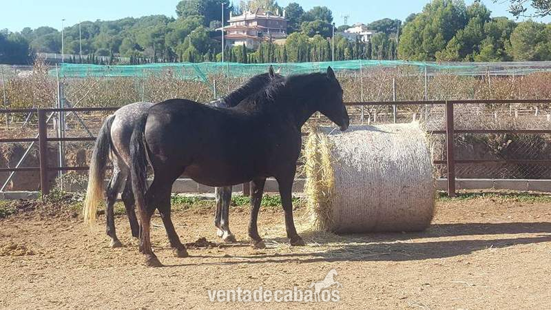 Se vende yegua pre baya oscura  in 