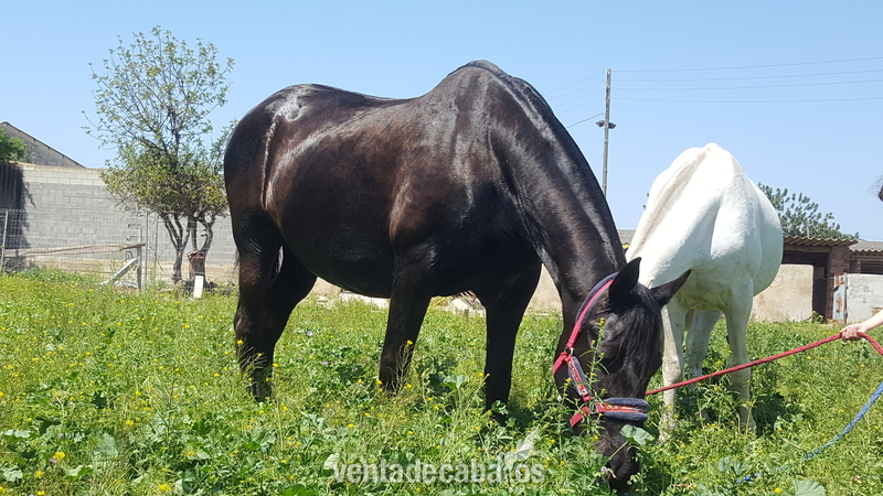 Yeguas Pura Raza Española - Se vende yegua pre baya oscura 
