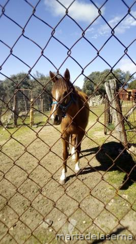 YEGUAS PURA SANGRE in 