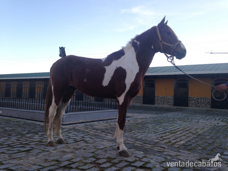 Lusitano