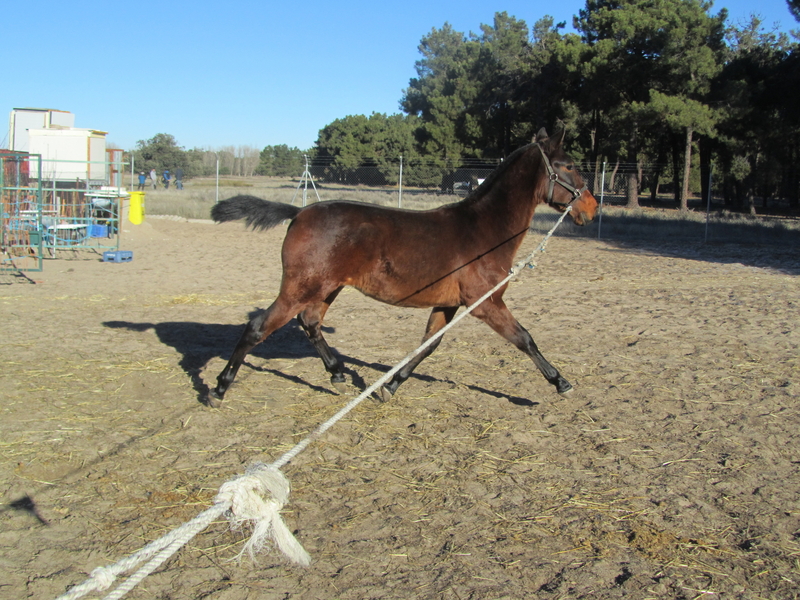 Caballos Pura Raza Española (P.R.E.) PRE - Potro castaño P.R.E