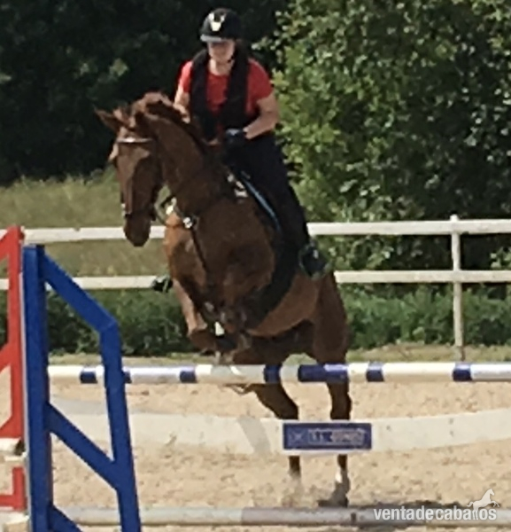 Vendo caballo CDE in 