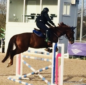 Caballo de Deporte Español (CDE)