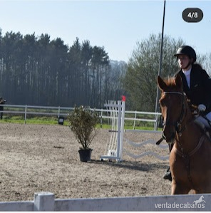 Caballo de Deporte Español (CDE) {TYPE}