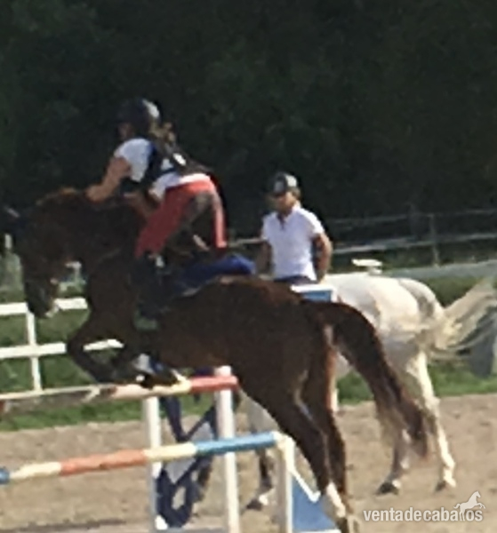 Caballos Capados Caballo de Deporte Español (CDE) - Vendo caballo CDE