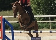 Vendo caballo CDE