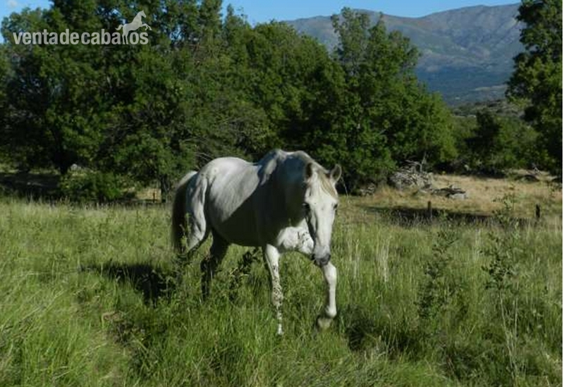 CABALLO MUY MANSO in 