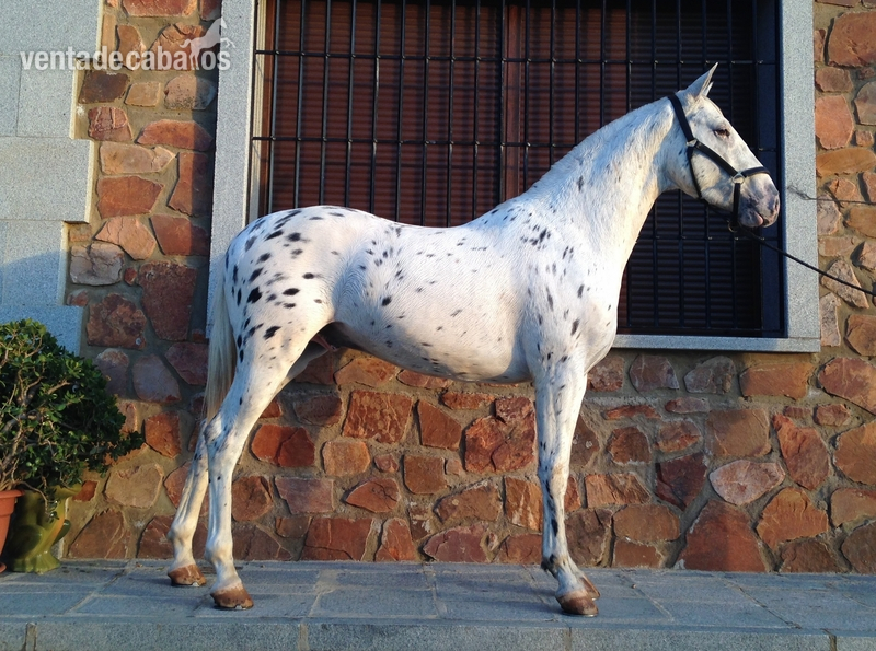 Potro Appaloosa tordo in 