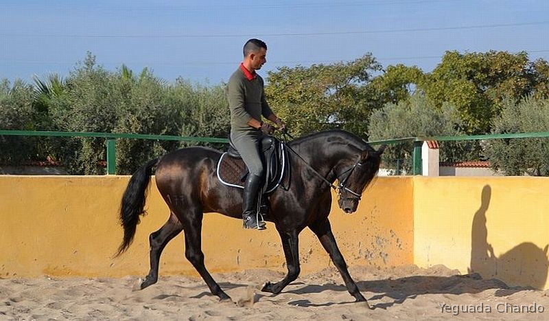 Pura Raza Española {TYPE}