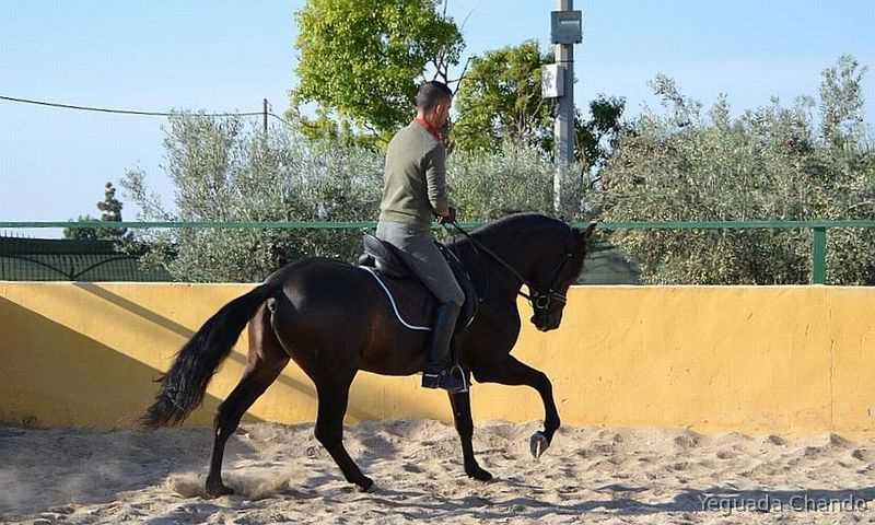 Caballos Pura Raza Española (P.R.E.) Pura Raza Española - Precioso Bayo Pura raza Español 