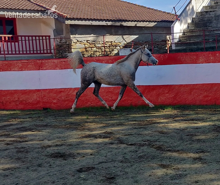 Caballo árabe carta in 