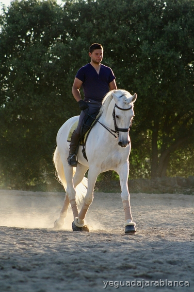SE VENDE CABALLO PRE ENTERO in 