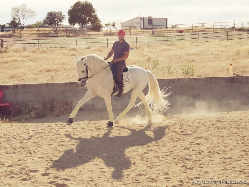 Caballos Pura Raza Española (P.R.E.) Pura Raza Española - SE VENDE CABALLO PRE ENTERO