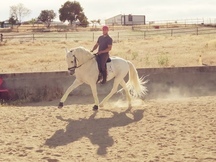 SE VENDE CABALLO PRE ENTERO