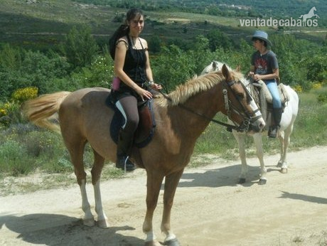 caballo lusitano 5 palomino in 