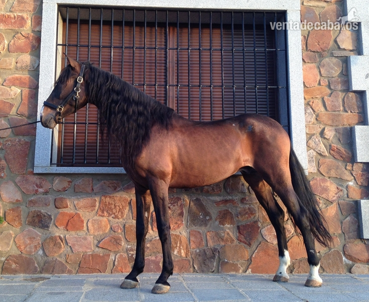 caballo castaño P.R.E in 