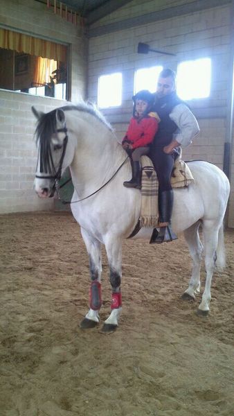 caballo PRE de la yeguada la Parrilla in 