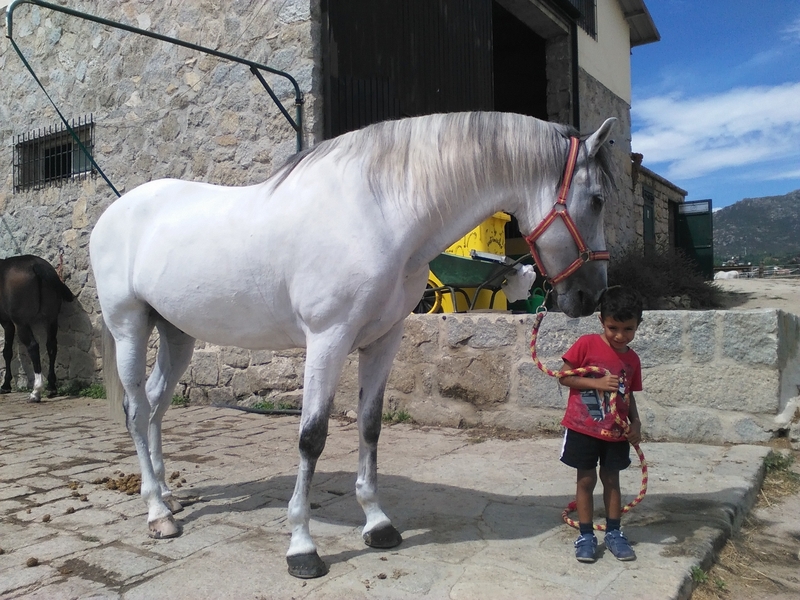 Caballos Capados Pura Raza Española - caballo PRE de la yeguada la Parrilla