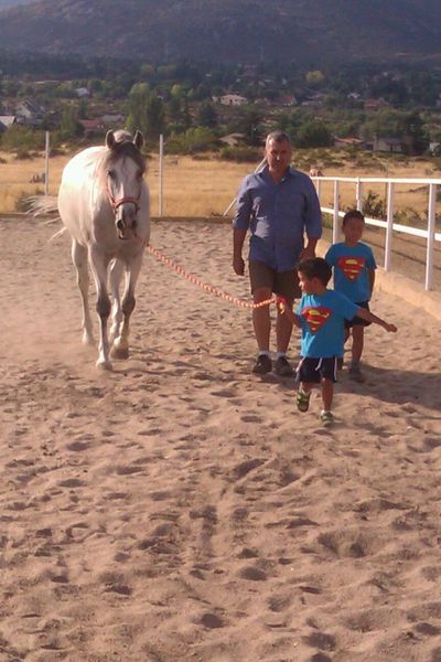 caballo PRE de la yeguada la Parrilla - Caballos Capados Pura Raza Española