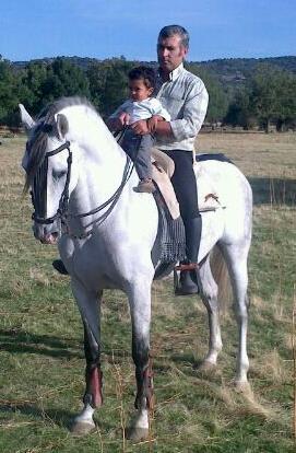 caballo PRE de la yeguada la Parrilla - Pura Raza Española