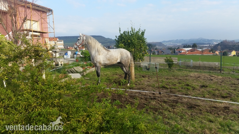 Caballos Pura Raza Española (P.R.E.) Pura Raza Española - potros de 1 y 4 años