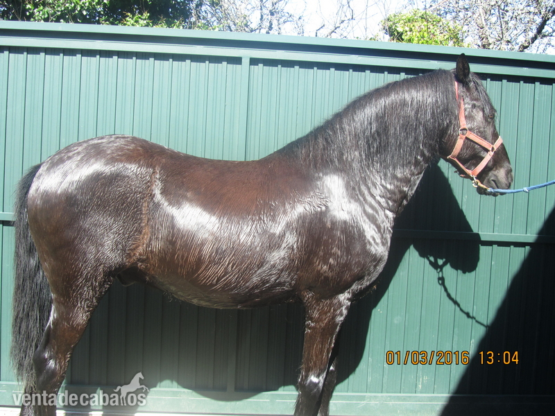 CABALLO NEGRO MORCILLO in 