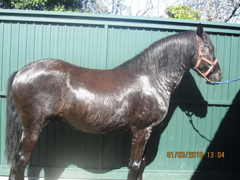 CABALLO NEGRO MORCILLO